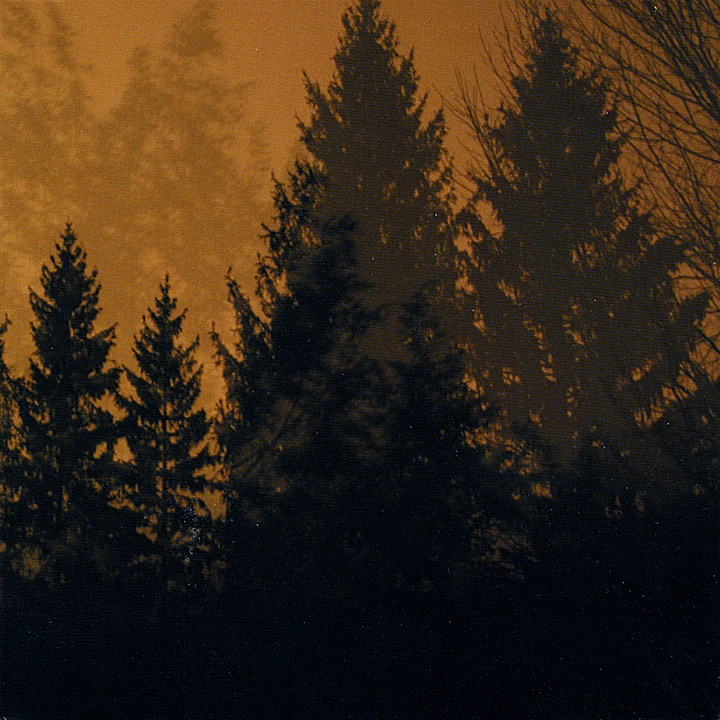 Cover of Above the Earth, Below the Sky by If These Trees Could Talk